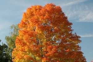 Introducing Michigan’s fall color lineup