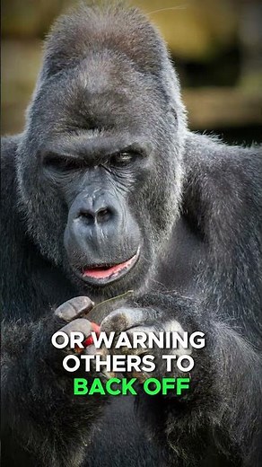 Vocalizations: Unlocking Gorilla Communication Secrets!