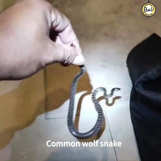 Common wolf snake - Lycodon capucinus - Ular cecak - Rescued by Agus Putra