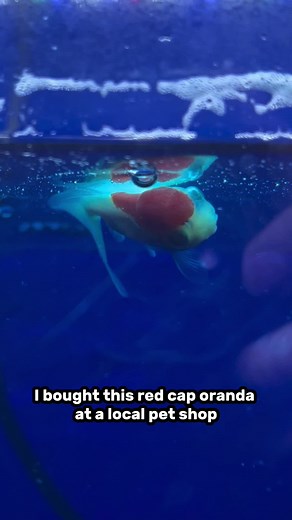 Red Cap Oranda Goldfish Care Tips