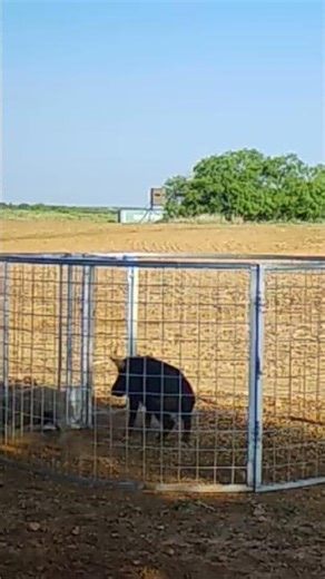 Pissed Off Piggie! #pigtrap #feedbandit #wildhogs
