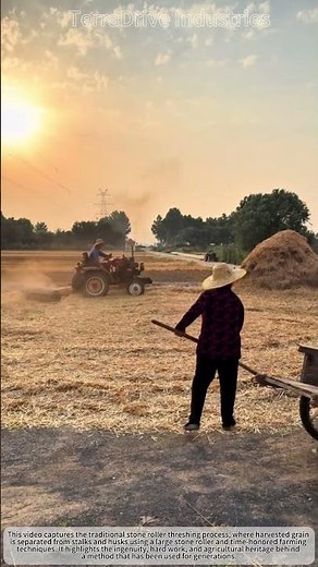 The Traditional Stone Roller Threshing Process! 🌾