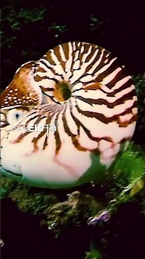 Nautilus: A "living fossil" of the ocean
