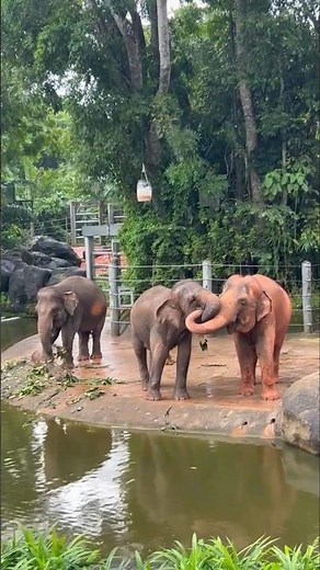 Two Elephants Kissing. Love is in the Air - John Paul Young. An Aussie Icon.