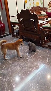 Funny spinny Dog | Pawsome Animal Videos