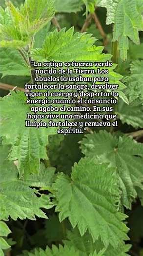 ORTIGA | Planta de Fortaleza y Renovacion