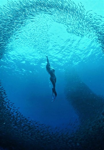 Explore the Sardine Run in Moalboal, Cebu