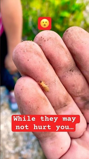 🪵 Dampwood termites do in fact eat wet/rotting wood!
