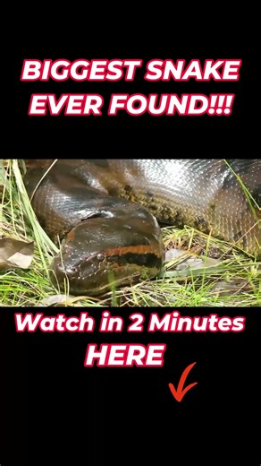 Anaconda vs Python: Who is the Real King of the Giants?