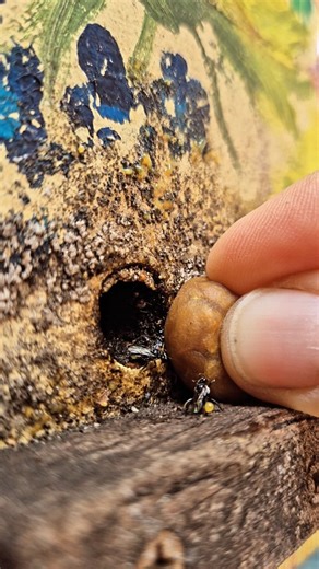 15K views · 7.1K reactions | Some Tetragonula hockingsi taking in...