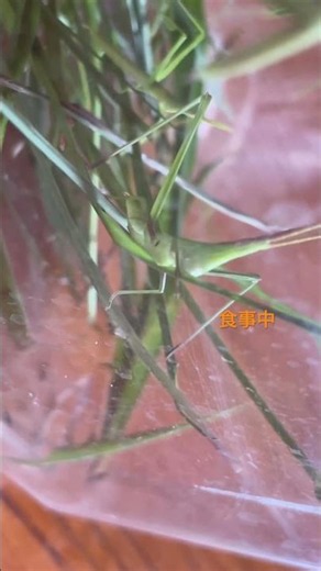 お食事中⭐️バッタの口がしっかり動いてる！