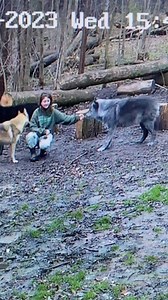 ‼️🐺 IT HAPPENED. A huge breakthrough. I feel like a piece of me just became complete after this. I knew that “releasing” Merlin into our acre-large wolf yard meant that it’d be near impossible to be hands-on with him until/if HE decided he wanted that. And it’s been very difficult to do any one-on-one with him, since I have a pack of five housed together. I truthfully wasn’t sure if this win would even happen. Which would have been fine, really - the goal is just to provide him with a forever s