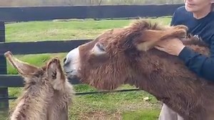 177K views · 10K reactions | Today's Daily Dose of Donkeyness: Ear rubs! Donkeys LOVE them!! See how much Clover is enjoying this? | Little Longears Miniature Donkey Rescue | Facebook