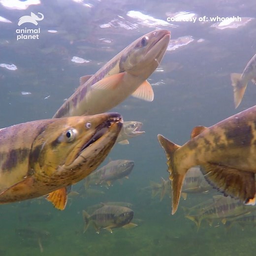 In just TEN seconds fish are zipping on over a dam to the other side! 📹: Whooshh Innovations | Animal Planet
