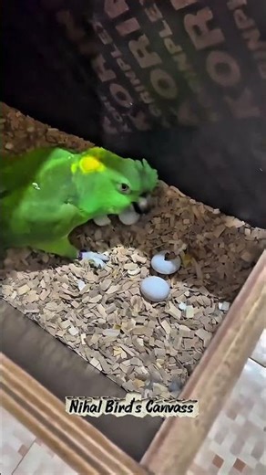 Angry Yellow-naped Amazon Parrots Break Their Own Eggs!🥚 #birds #talkingparot #parrot