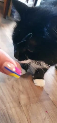 @poochkiandfam: The egg fiend strikes again! #cat #catlover #kitty