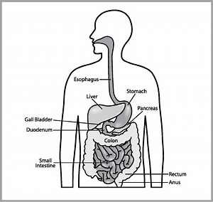 5th SCIENCE--QUARTER 2--HUMAN BODY SYSTEMS