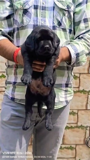 8810623046 Labrador Retriever puppy booking open healthy playful trained vaccinated puppies contact