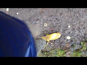 Gummistiefel im Matsch - Spaziergang im Schlamm Muddy Walk in Wellies and dirt