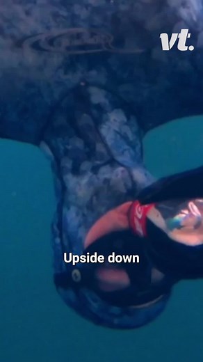 290K views · 342 reactions | Drinking a bottle of coke upside down, under a frozen lake!  #diving #physics #cola | VT | Facebook