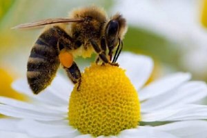 Cómo son las abejas | Características de las abejas |