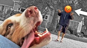 Who's really at fault for this dogbite?