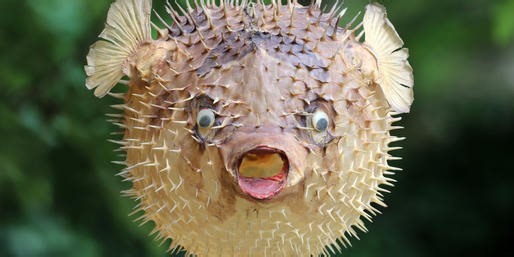 Can You Identify MORE Fish?