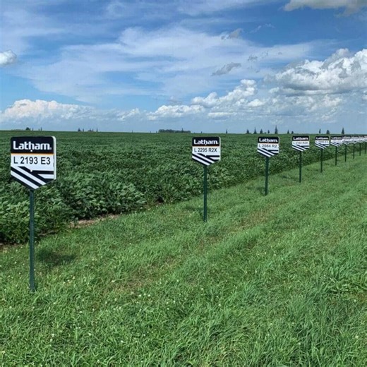 We're looking back at the year with one of John Latham's #FromtheField reports. Here he talks about three outstanding soybean varieties. Check it out ➡️ #LathamSeeds | Latham Hi-Tech Seeds
