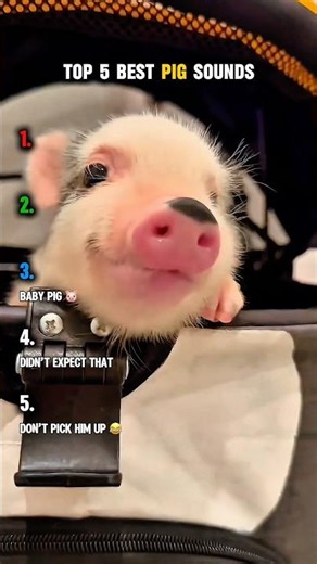 Top 5 best pig sounds 😭😂