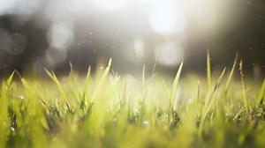 Download Green Grass Background Loopable. for free