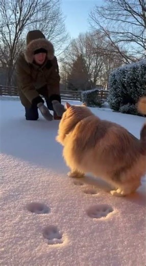 😺 🐈 Beautiful Ragamuffin screams happy tears! Watch this joyful cat moment