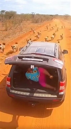 My Life Flashed Before My Eyes! Hyenas Almost Got Me!