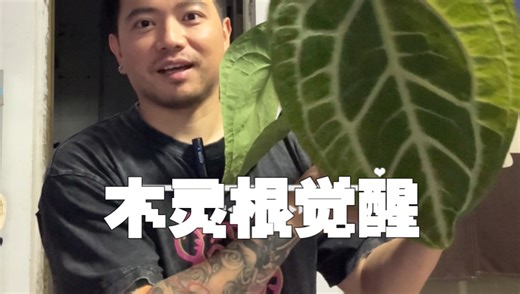 木灵根觉醒！从植物杀手到养出比脸大的花烛叶片