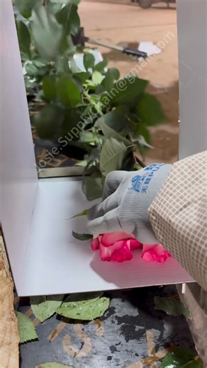Behind the scenes: Packing our farm-fresh roses. 🌹📦 From grading to sleeving to boxing—every stem gets the VIP treatment. Quality you can see, care you can feel. #Rose #flowers #BehindTheScenes #bulkflowers