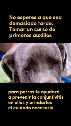 La conjuntivitis en perros es una enfermedad grave que hay que tratar a tiempo para no hacer sufrir a nuestros 🐕 ACCEDE AL CURSO ONLINE DE PRIMEROS AUXILIOS Y PREVIENE ESTA Y OTRAS ENFERMEDADES EN TUS PERRITOS ❤️😉 Click en el link de mi perfil ✅ #rescatistaperruno #amoamiperro❤️ #petlovers #mascotassos #sosmascotas #saludanimal #primerosauxiliosperros #primerosauxilioscaninos #emergenciaperruna #emergenciacanina #pulgasperros #conjuntivitisperros #saludperros #perros