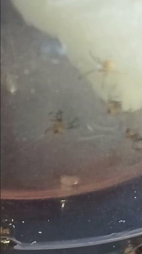 Southern Black Widow Babies 🫣 Tree Houses