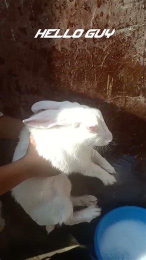 Rabbit is bathing 🌊🌧️💧☔🐰🐇🥕🥕