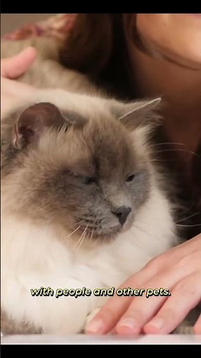 Graceful Balinese Cat_ A Profile