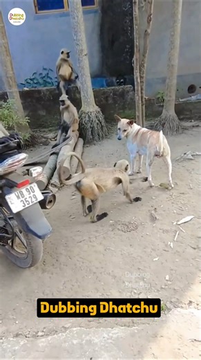 கபடி சொல்லி குடுடா 😂 #funny #cat #shorts #shortsfeed#animals #comedy#dogvoiceover