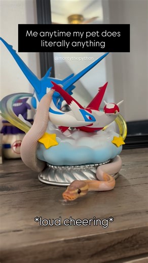 Monty the Python on Instagram: "He deserves all the praise just for existing 👏 #montythepython #petsagram #cutepetclub #reels #snake"