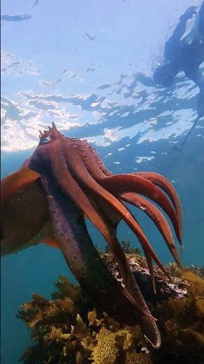 Giant Cuttlefish Hunting Tentacles in Action | Like Alien Movie in Real Life