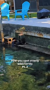 You otter know… That you can be an otter spotter in Florida? 🦦 If you see one of these adorable water-loving semi aquatic mammal you can be a citizen scientist and reporter your sighting to the Florida Otter Spotter, like in our stories! How cool is that? But before you go out looking for otters remember ⬇️ 🦦 They are shy and secretive animals so giving them space and being quiet is the best way to observe them! 💦 Practice passive observation! 🦦 They are 15-30 pounds of muscle making them an
