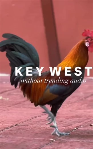 Good morning and happy Saturday! 🌴🐓 Only in Key West do the alarm clocks strut around with feathers! 🐓✨ There’s just something magical about waking up to those cheerful roosters calling across Old Town — the sound of island life at its best. This fun video from the Key West and the Florida Keys page totally captures that laid-back paradise vibe. Who else loves the sound of a Key West morning? 😍 #KeyWest #KeyWestVacation #YouShouldBeHere #RoosterLove #IslandParadise #MorningVibes | The Rooste