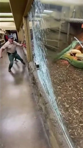 Giant Python Escapes Zoo Enclosure!