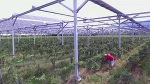Solar panels help French winemaker keep climate change at bay