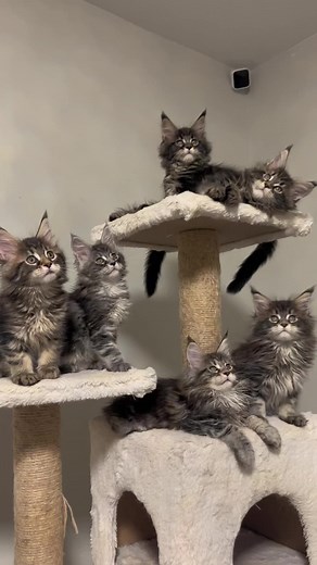 Discover the Majestic Maine Coon Cat
