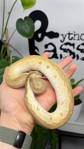 Will change address and feeder😉 #royal python #reptiles #snake breeding #breeding #python #butter...