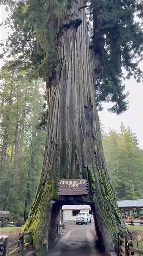 This 2000-year-old tree has a tunnel through it #mindblown #nature
