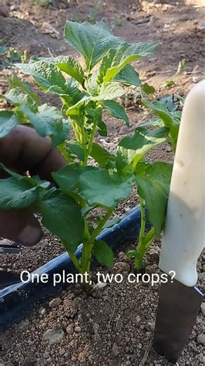 Tomato grafted onto potato plant