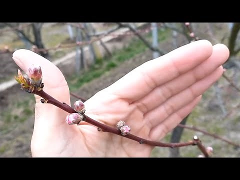 Tratament basicarea frunzelor la Piersic si Nectarin